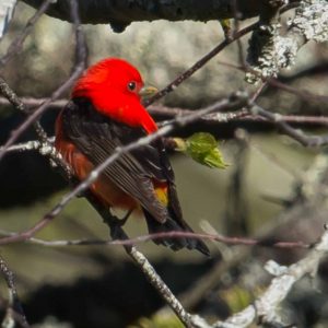 Bright red headed bird with black wings and yellow feathers on the body in the branches of a tree