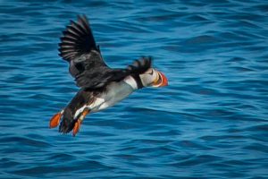 Close up of a Puffin in flight over the water