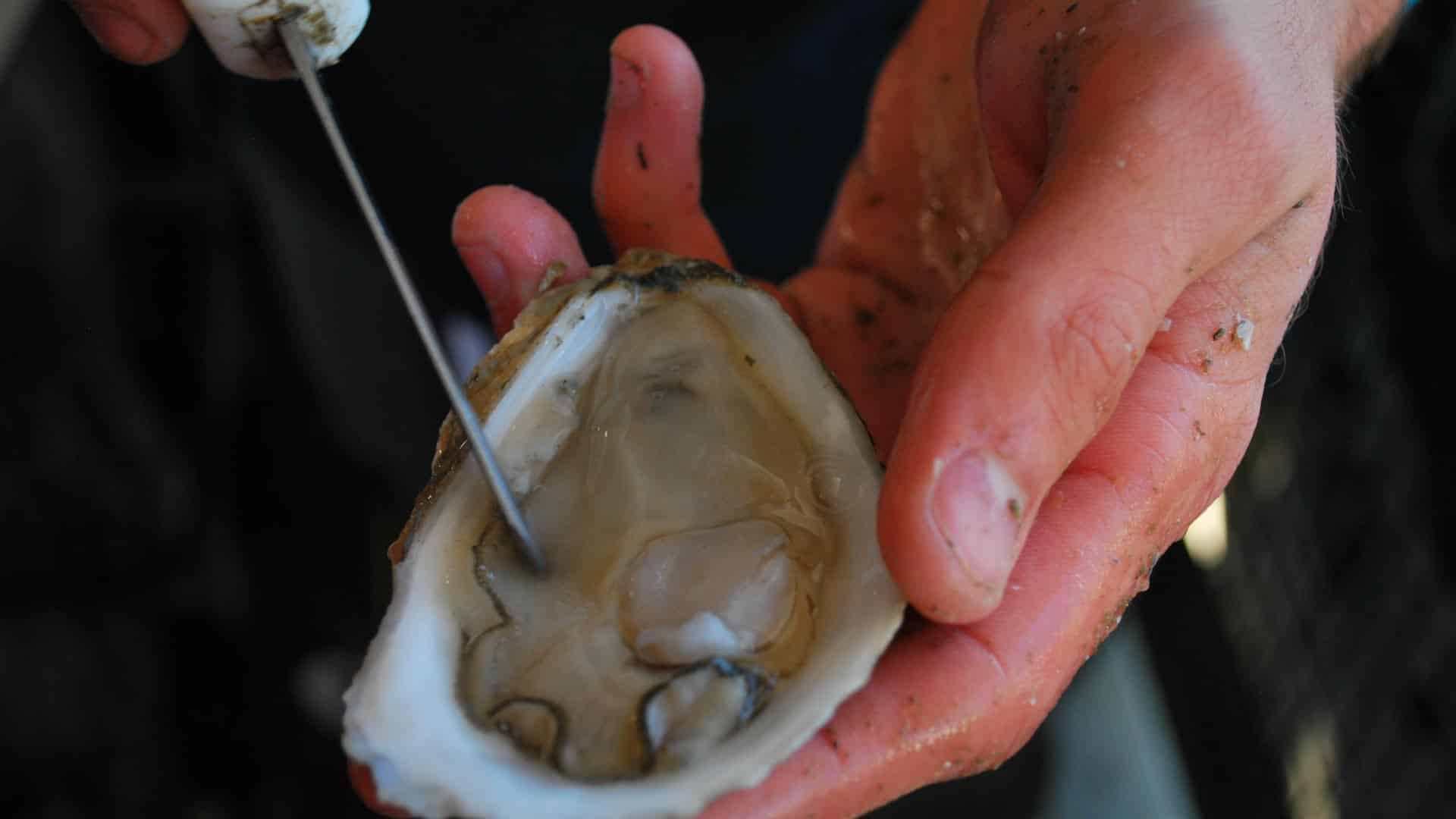 Close up view of a person shucking an oyster