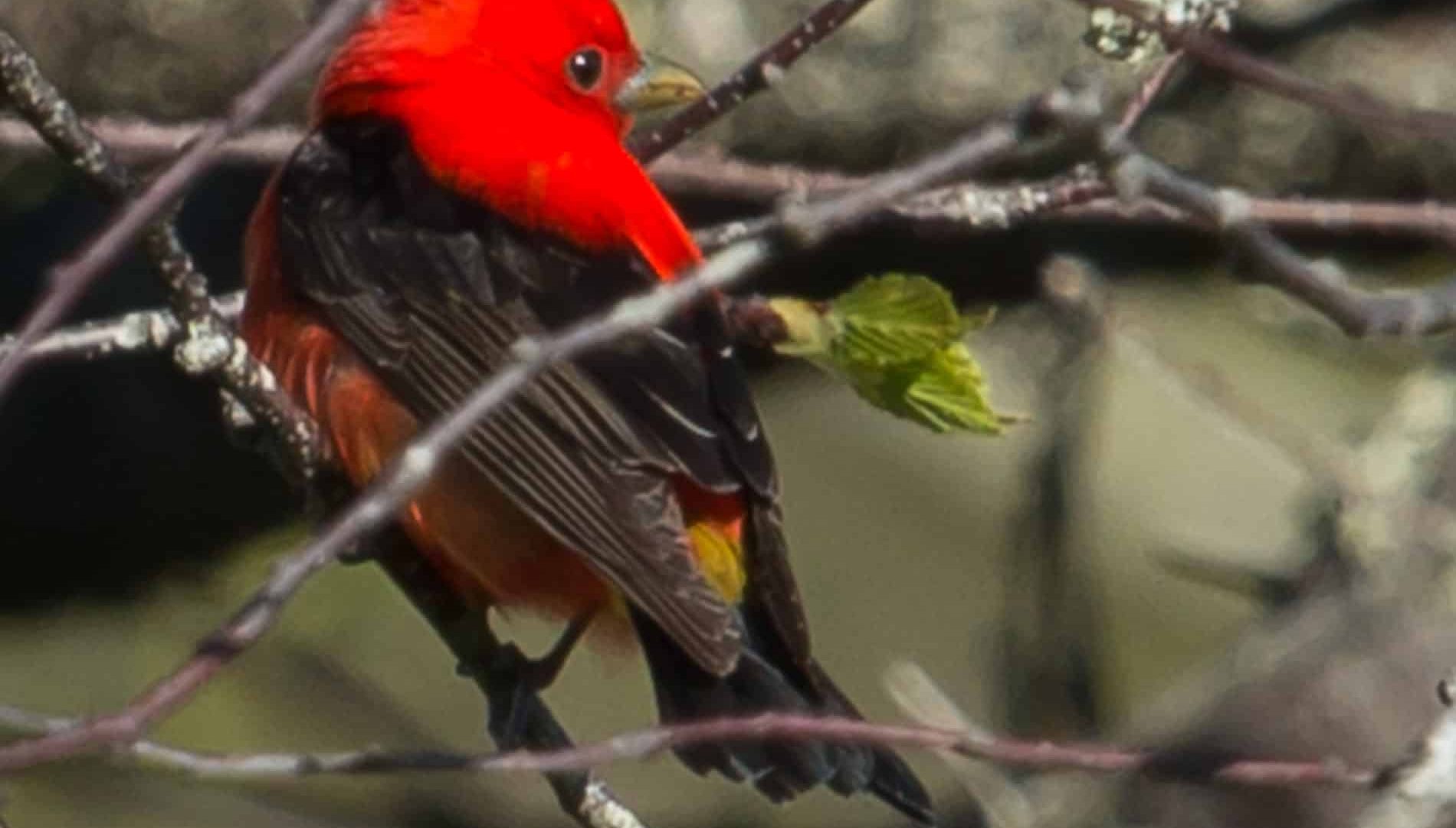 Bright red headed bird with black wings and yellow feathers on the body in the branches of a tree