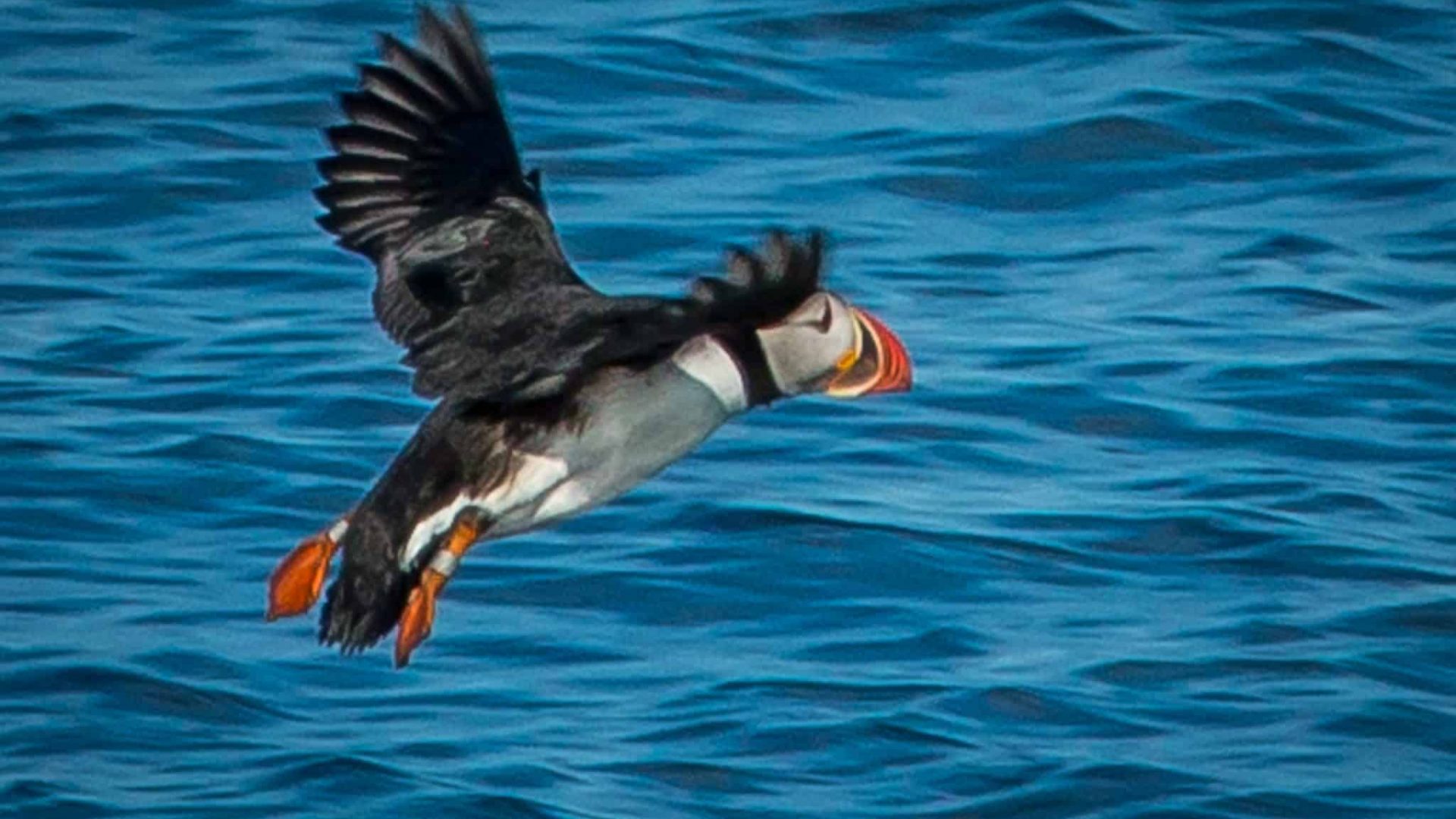 Close up of a Puffin in flight over the water