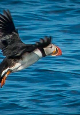 Close up of a Puffin in flight over the water