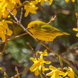 Yellow bird on a branch full of yellow forsythia flowers