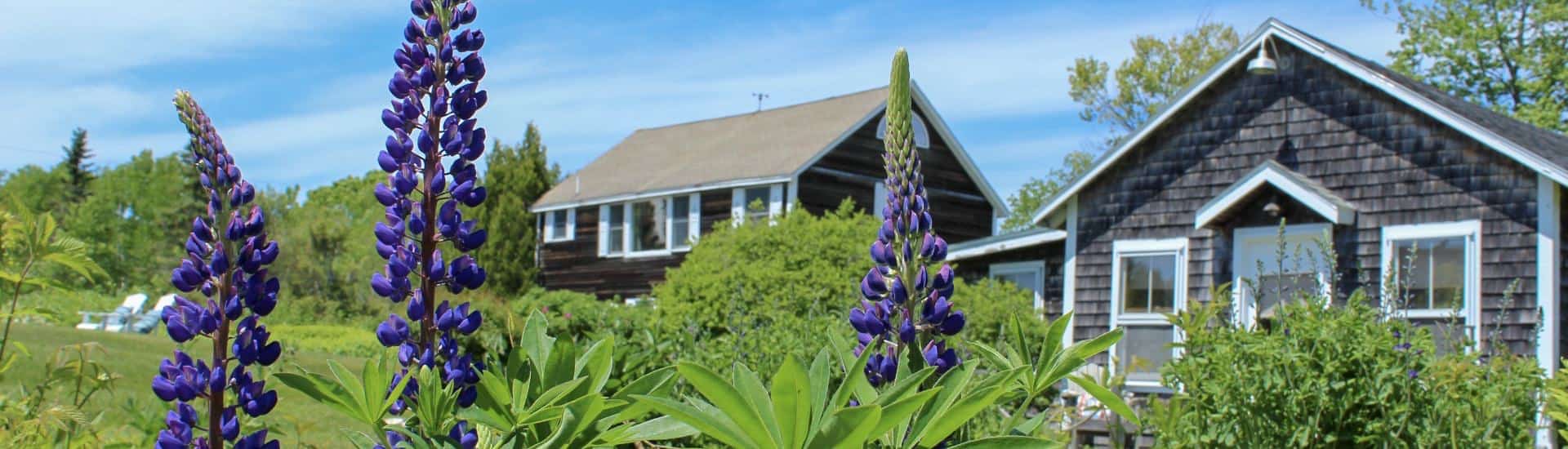 Close up view of purple flowers with green bushes and buildings on the property in the background