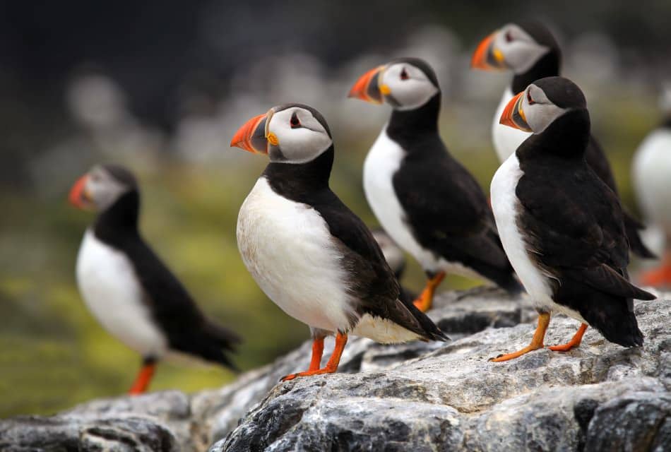 Close up view of black, white, and orange-beeked puffins standing on rocks
