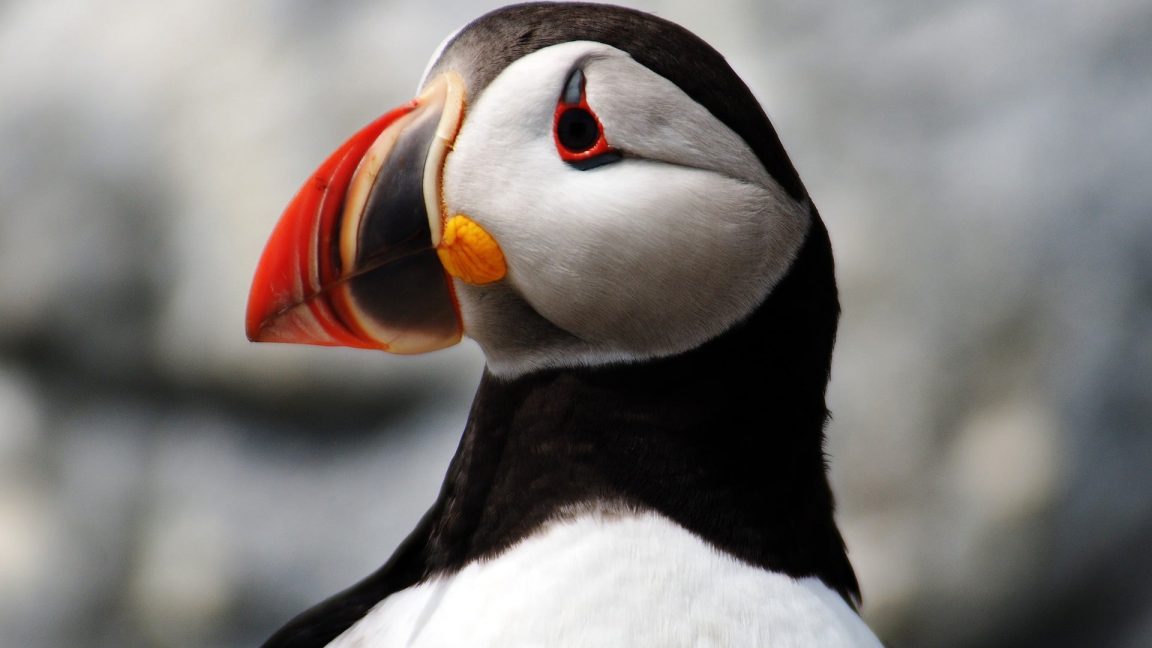 Close up of a puffin head