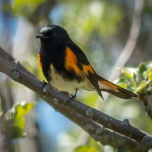 Orange and black bird on a branch