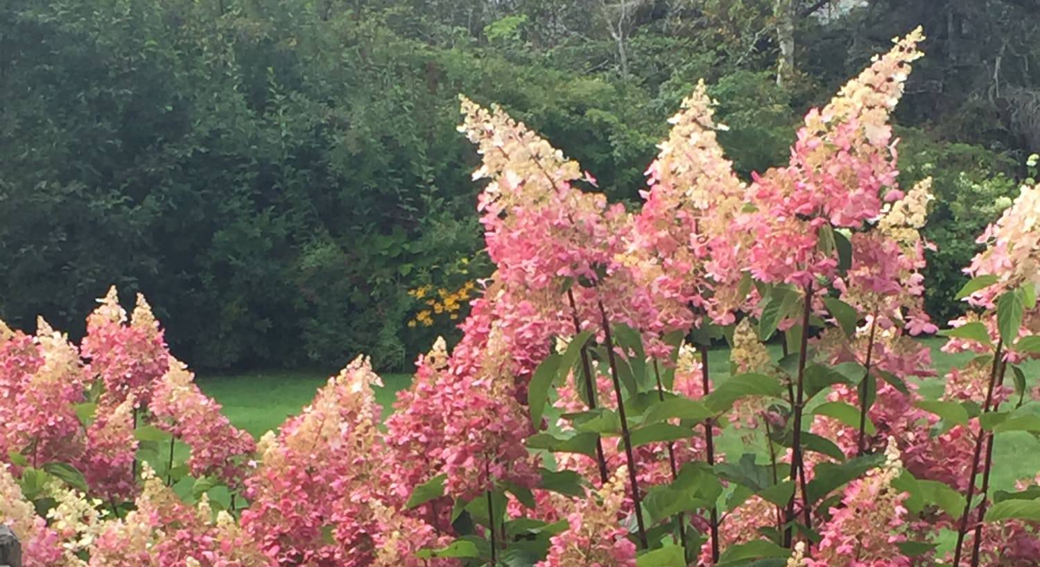 Close up view of pink and peach flowers with green bushes and grass in the background