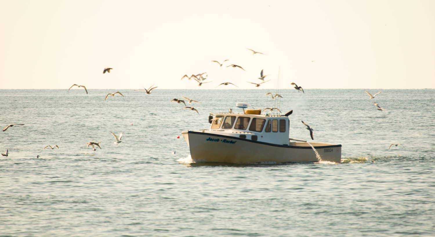 Boat on the ocean surrounded by flying seaguls